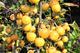 #1: Zierapfel „Golden Hornet“