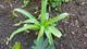 #1: Trockene Blattspitzen