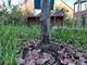 #3: Kann ich den Baum noch retten?