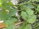 #2: Hopfenpflanze wird braun und welkt