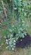 #2: Strauchkirsche halb erfroren?