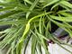 #1: Was sind das f�r Triebe?