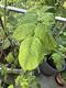 #1: Chlorose an Rose