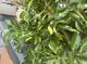#3: Wassertriebe Ichanglemon?