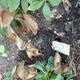 #1: Helleborus orientalis 'Tutu' (S)