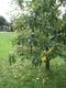 #1: Was hat der Apfelbaum f�r eine Krankheit ? 
