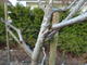 #1: Ziziphus tot?