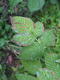 #1: Blattkrankheit Himbeeren
