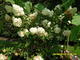 #1: Midi-Hydrangeasy� Vanille Fraise bekommt braune Bl�ten