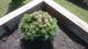 #3: Nadelverf�rbung am Pinus Mugo 'Benjamin' 