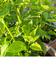 #2: Meine Hortensien sind �berfallen worden 