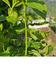 #3: Meine Hortensien sind �berfallen worden 