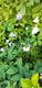 #2: Bl�tenfarbe