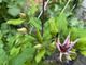 #2: Clematis Hagley Hybrid