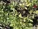 #3: Knautia macedonica