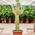  Euphorbia ingens marmorata, Verzweigt, im 35cm Topf, H�he 160cm, Breite 75cm