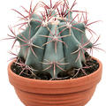  Ferocactus stainesii, Kugel, im 17cm Topf, H�he 25cm, Breite 20cm