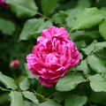 Rose Ferdinand Pichard