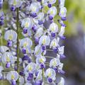 Japanischer Blauregen 'Macrobotrys', Wisteria floribunda