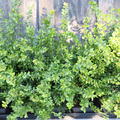 Lonicera nitida 'Red Tip' (12er Set)