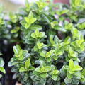 Euonymus japonicus 'Green Rocket' (12er Set)
