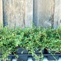 Cotoneaster microphyllus 'Streibs Findling' (12er Set)