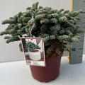 Silbertanne 'Wiesmoornixe'