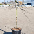 Acer Palmatum 'Orangeola', Stamm, im 45cm Topf, H�he 140cm, Breite 100cm