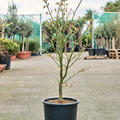 Acer jap. 'Green' (120-150), Verzweigt, im 32cm Topf, H�he 135cm, Breite 65cm