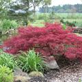 Acer palmatum 'Dissectum Garnet'