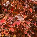 Acer rubrum 'Autumn Flame'