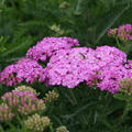 Achillea millefolium 'Apfelbl�te'