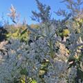 Aconogonon speciosum 'Johanniswolke', Aconogonon speciosum 'Johanniswolke'