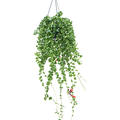 Aeschynanthus 'Rasta' XXL, Ampel, im 15cm Topf, H�he 90cm, Breite 40cm