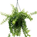 Aeschynanthus 'Twister', Ampel, im 15cm Topf, H�he 25cm, Breite 35cm