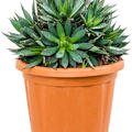 Agave filifera 'X Isthmensis', Gr�n, im 35cm Topf, H�he 55cm, Breite 40cm