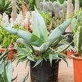 Agave guiengola, Gr�n/Grau, im 60cm Topf, H�he 110cm, Breite 110cm