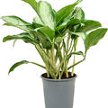 Aglaonema 'Cleopatra', Tuff, im 24cm Topf, H�he 65cm, Breite 40cm