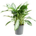 Aglaonema 'Emerald Bay', Tuff, im 24cm Topf, H�he 70cm, Breite 40cm