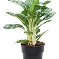 Aglaonema 'Jungle Silver', Tuff, im 19cm Topf, H�he 60cm, Breite 45cm