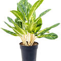 Aglaonema 'Key Lime', Tuft, im 27cm Topf, H�he 90cm, Breite 65cm