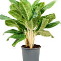 Aglaonema 'King of Siam', Tuff, im 24cm Topf, H�he 65cm, Breite 40cm