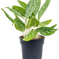 Aglaonema 'Madonna', Tuff, im 24cm Topf, H�he 65cm, Breite 50cm