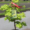 Acer shirasawanum Aureum