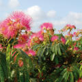 Seidenbaum 'Ombrella' (Albizia julibrissin 'Ombrella')