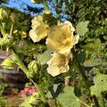 Alcea rosea Spotlight-Series 'Sunshine', Alcea rosea Spotlight-Series 'Sunshine'