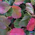 Allackerbeere 'Mespi', Rubus arcticus 'Mespi'