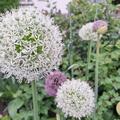 Allium 'Mount Everest', Allium 'Mount Everest'