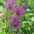Allium 'Purple Rain', Allium 'Purple Rain'