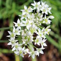 Bl�te